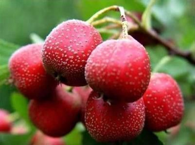 消化不良吃什么好呢 消化不良忌哪些食物 www.027eat.com