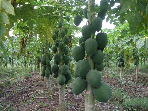 ����������ʲô���� ������������Щʳ�� www.027eat.com