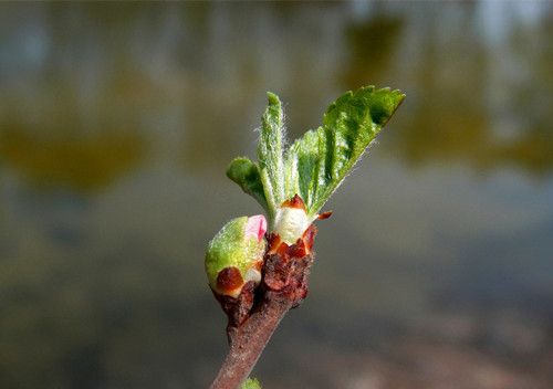 春季吃什么 春季合理饮食大揭秘 www.027eat.com