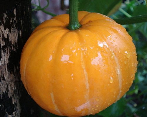 ʮ�ֶ����������ʳ�� www.027eat.com