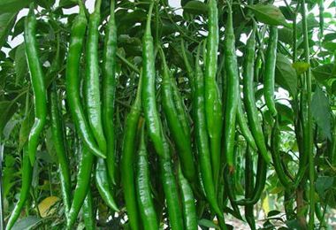 9����Ⱥǧ��Ҫ������ www.027eat.com