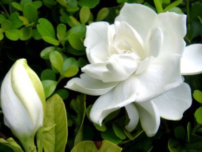 ���ӻ���ʳ�ƹ�Ч����Щ www.027eat.com