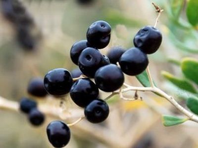 ���غ���轵����ع�Ч www.027eat.com