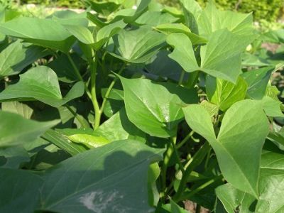 �ع�Ҷ�������Ӫ����ֵ www.027eat.com