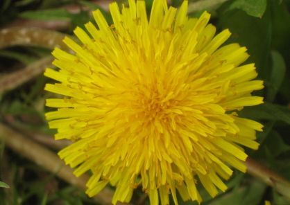 �����ѹ�Ӣ�Ĺ�Ч������ www.027eat.com