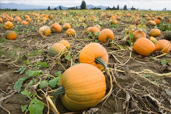 �＾���Ϲϵ�������ʳ���� www.027eat.com