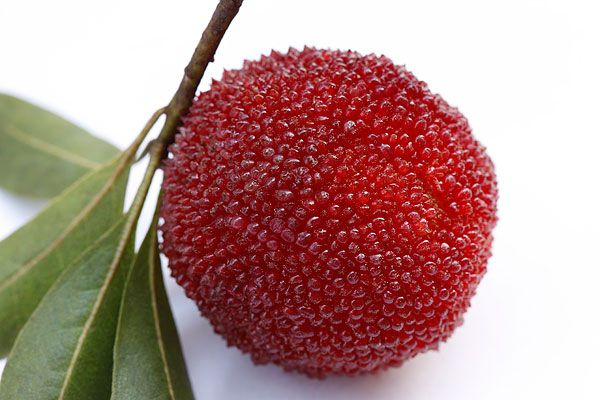 �㲻�ɲ�֪����÷˫��Ӫ����Ч www.027eat.com