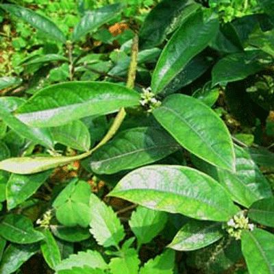 �������²���Ч����Щ www.027eat.com