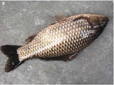 ���Ž���������в������ʳ�� www.027eat.com