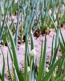 �Դ�����Щ�����أ� www.027eat.com