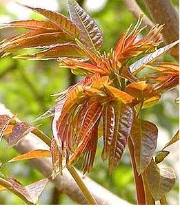 �������Ե��߲���ʲô�� www.027eat.com