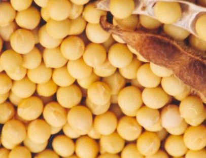 ����Щʳ�ﲻ���������� www.027eat.com