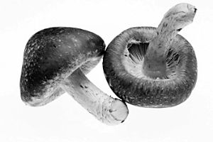 ��ô�Է佺��������? www.027eat.com