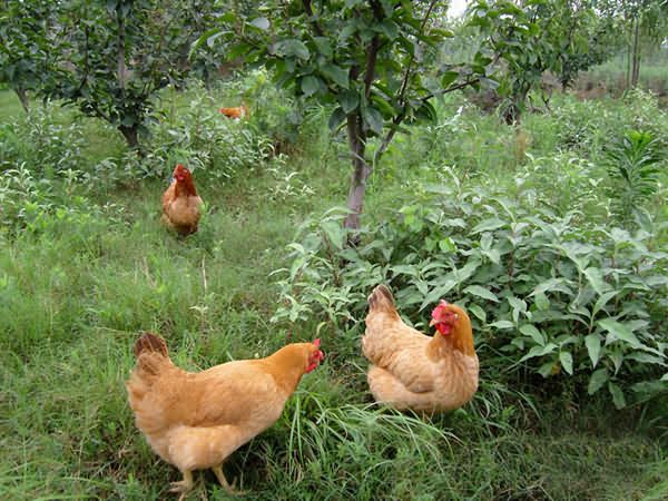 ��������ѡ���� www.027eat.com