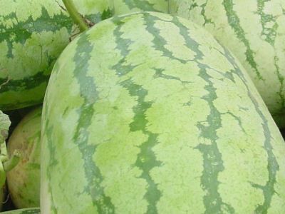 ������ѡ�����ϵļ������� www.027eat.com