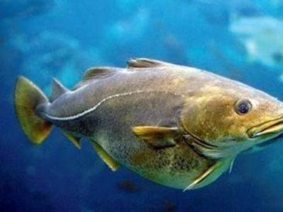 �������������׳���� www.027eat.com