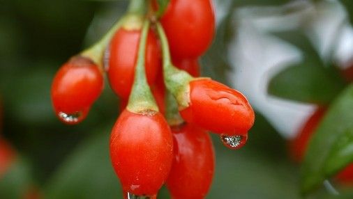 ��������ǧ��Ҫ����轵������� www.027eat.com